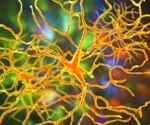 Do hPSC-derived retinal neurons possess intrinsic potential to form new synaptic connections after extraction from organoids?
