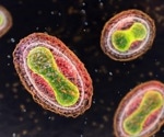 Researchers analyze the ancestry components in modern and historic VARV genomes