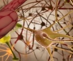 Epidemiological evidence that Alzheimer's and Parkinson's could be caused by viral infections