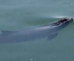 H5N1 avian influenza found in stranded harbor porpoise