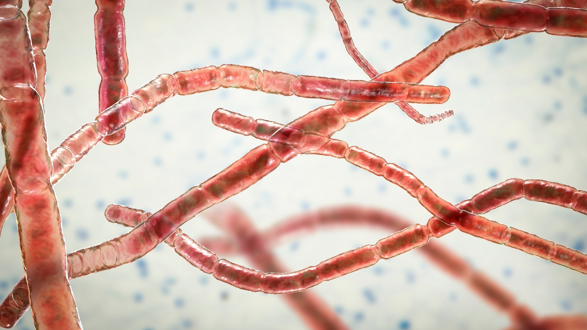 Case report: Nocardia pseudobrasiliensis Co-infection in SARS-CoV-2 Patients. Image Credit: Kateryna Kon / Shutterstock
