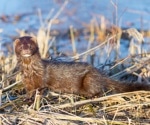 Could mink serve as an immediate host for Influenza A transmission?