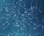 Antioxidant supplementation shows potential to improve male fertility