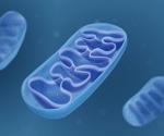Mediterranean diet and the modulation of mitochondrial function