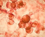 Understanding human mycobiome commensalism and pathogenesis