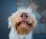 Pawsitive test: Dogs sniff out COVID-19 with high accuracy, study shows