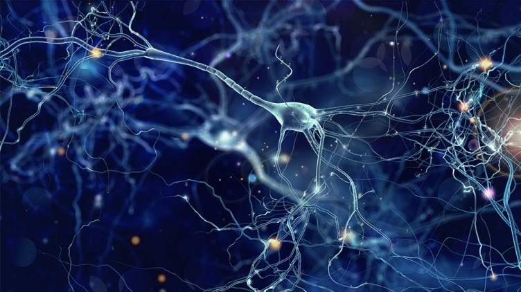 ACROBiosystems Aneuro Partners with Diagnostic Biochips to Accelerate Neuroscience Drug Discovery