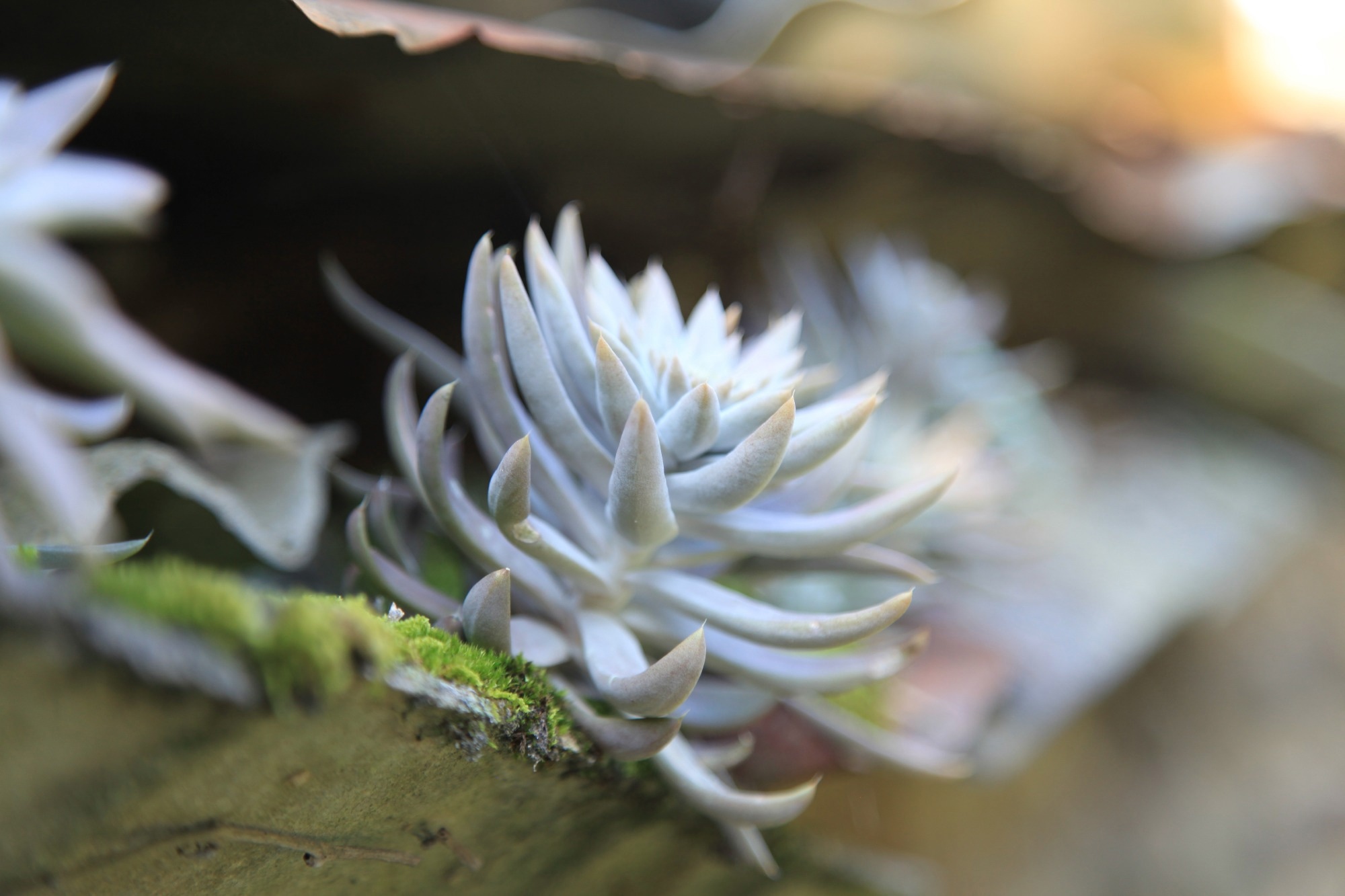 Study: Efficacy of FRO on Acne Vulgaris Pathogenesis. Image Credit: Steve Jangs / Shutterstock.com