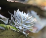 Unique plant extract mixture has potent anti-acne effects