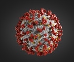 Researchers identify glycolipid that blocks infection with SARS-CoV-2 and RSV