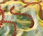 The essential role of the MPL36 protein in leptospirosis