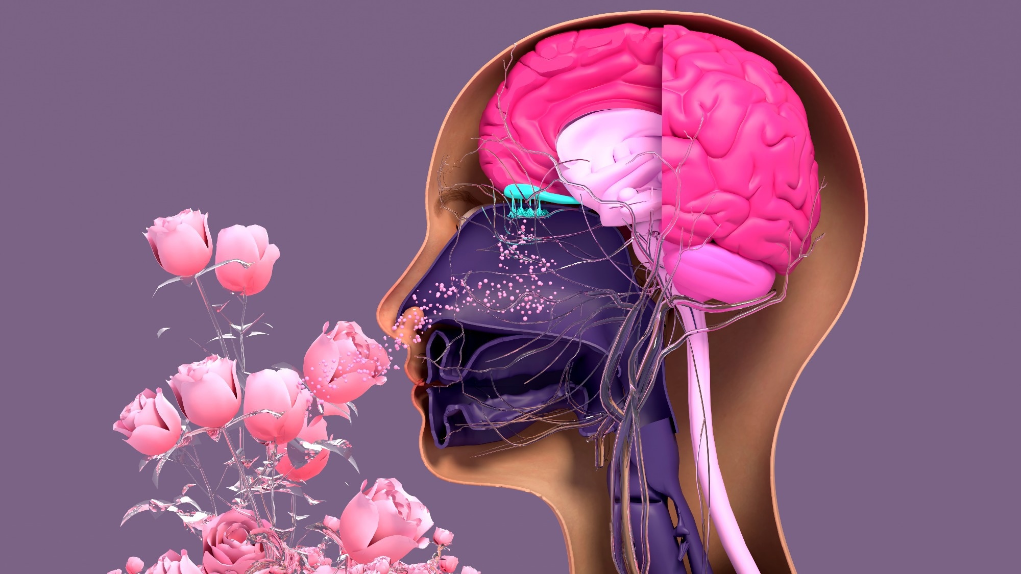 Altered structural connectivity in olfactory disfunction after mild COVID-19 using probabilistic tractography
