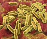 Study unveils how Cutibacterium acnes boosts epidermal lipids for enhanced barrier protection