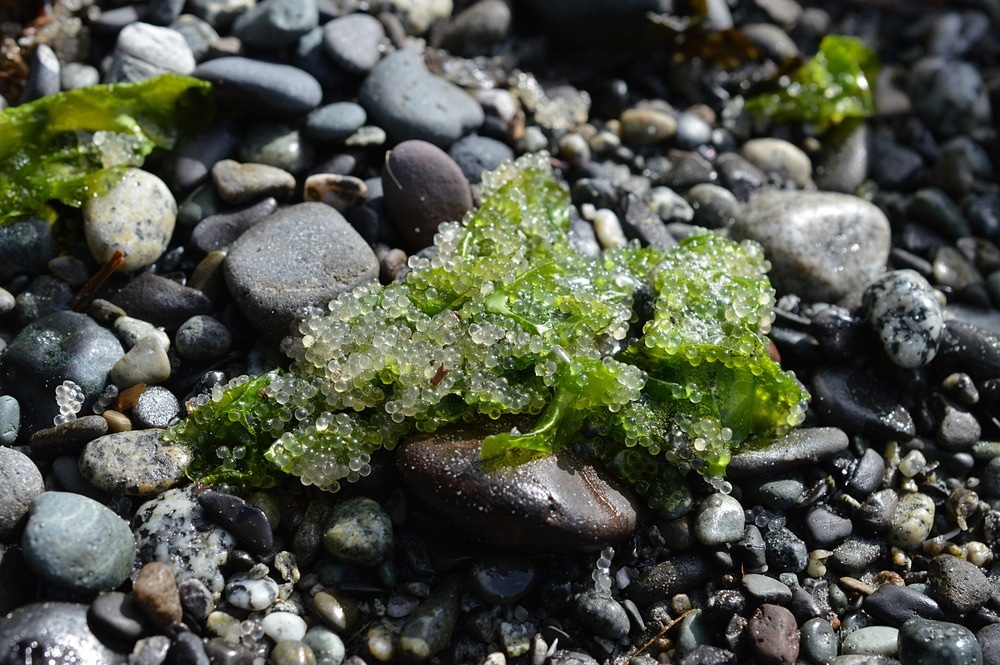 Study: Herring roe oil in treatment of psoriasis – influence on immune cells and cytokine network. Image Credit: Mady MacDonald/Shutterstock.com