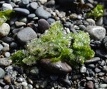 Herring roe oil's potential in psoriasis treatment