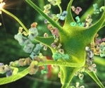 COVID-19 heightens risk of autoimmune disorders
