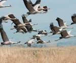 Are ecological and evolutionary shifts in highly pathogenic avian influenza pointing to another pandemic threat?