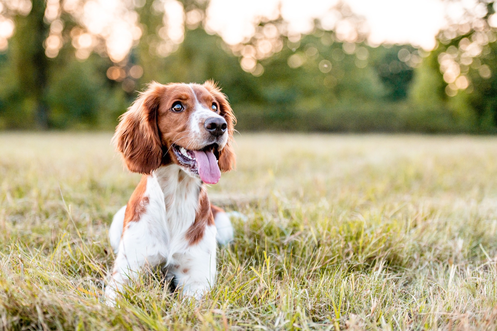 Study: Neurologic Effects of SARS-CoV-2 Transmitted among Dogs. Image Credit: el-ka/Shutterstock.com
