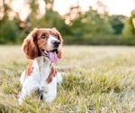 Canine transmission models provide insights into the neurological impacts of COVID-19 on human brains