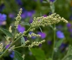From the forest to the table: Study reveals nutritional powerhouses in the wild