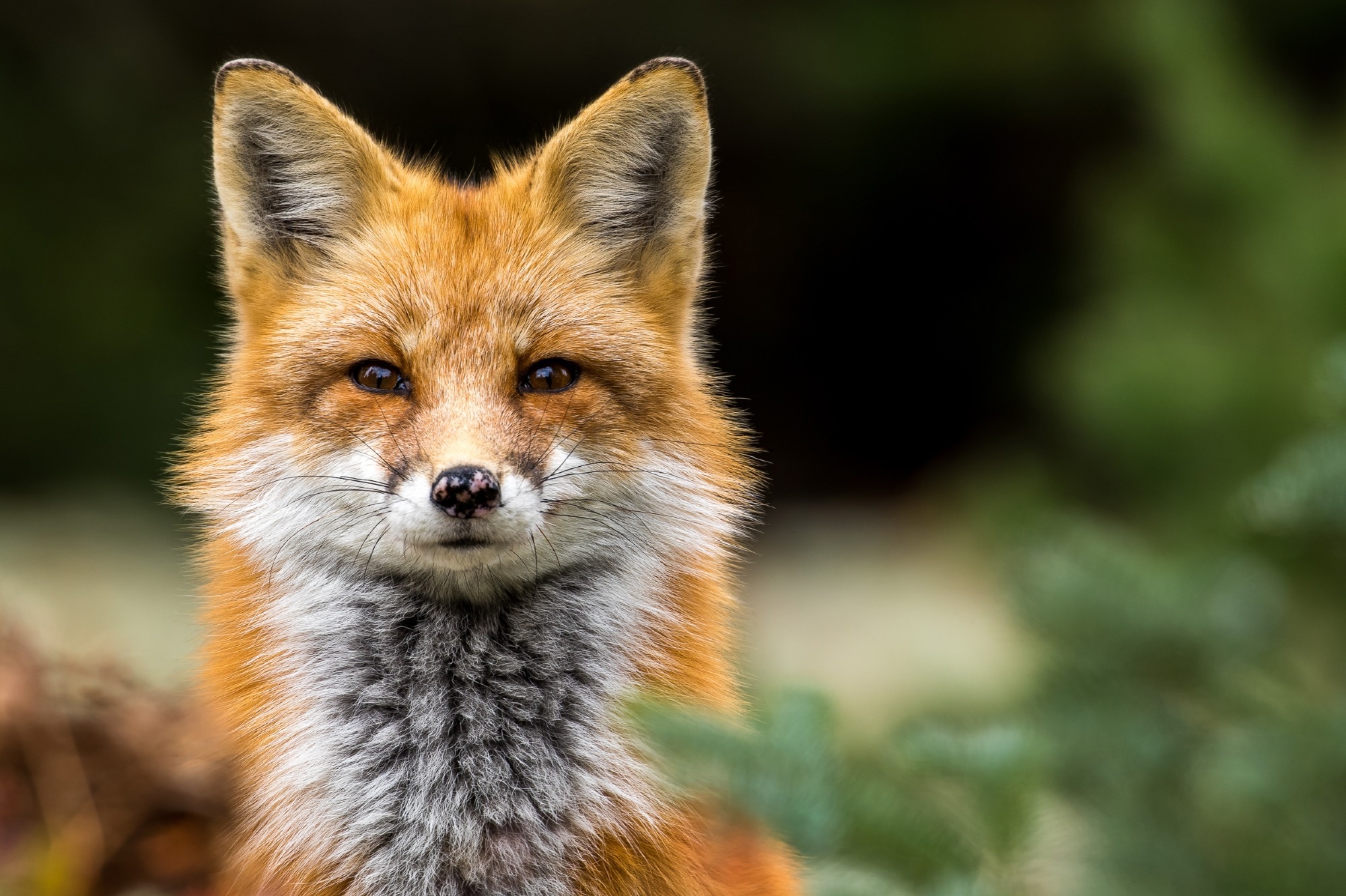 Study: Highly Pathogenic Avian Influenza A(H5N1) Virus Clade 2.3.4.4b Infections in Wild Terrestrial Mammals, United States, 2022. Image Credit: RT Images / Shutterstock