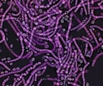 Gut microbe Lactobacillus found to bolster stress resilience, new study reveals