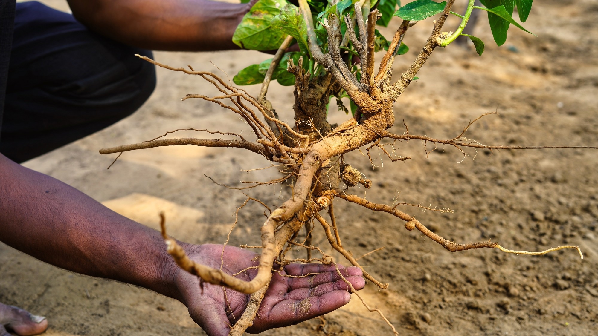 Study: Effects of Withania somnifera on Cortisol Levels in Stressed Human Subjects: A Systematic Review. Image Credit: Azay photography / Shutterstock