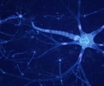 Study explores the intricate gut-brain-liver connection and its impact on health