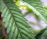 Unlocking the appetite-stimulating secrets of cannabis through rodent brain studies