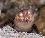 Does SARS-CoV-2's ability to infect humans stem from its evolutionary past?