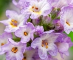 Itchy skin? Possible atopic dermatitis? Lavender essential oil might be just what you're looking for