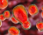The role of glucose in inducing tolerance to amphotericin B for fungal meningitis treatment