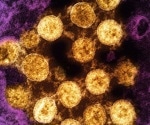 SARS-CoV-2 fragments found to mimic immune system peptides, fueling inflammation
