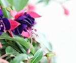 Edible flowers bloom with health benefits