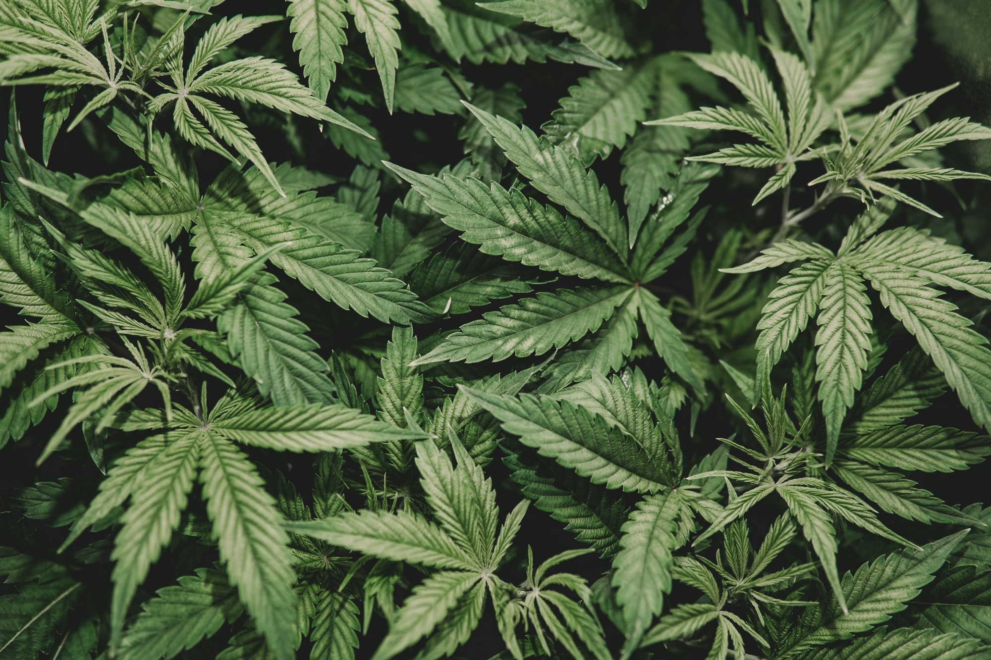 Study: Maternal cannabis use during lactation and potential effects on human milk composition and production: a narrative review. Image Credit: Dmytro Tyshchenko / Shutterstock.com