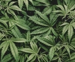 Study explores how cannabis use affects breast milk and lactation