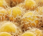 Gut bacteria play a pivotal role in obesity's impact on body fat metabolism