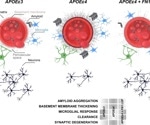 Study unlocks genetic secrets in APOEε4 carriers that could defend against Alzheimer's