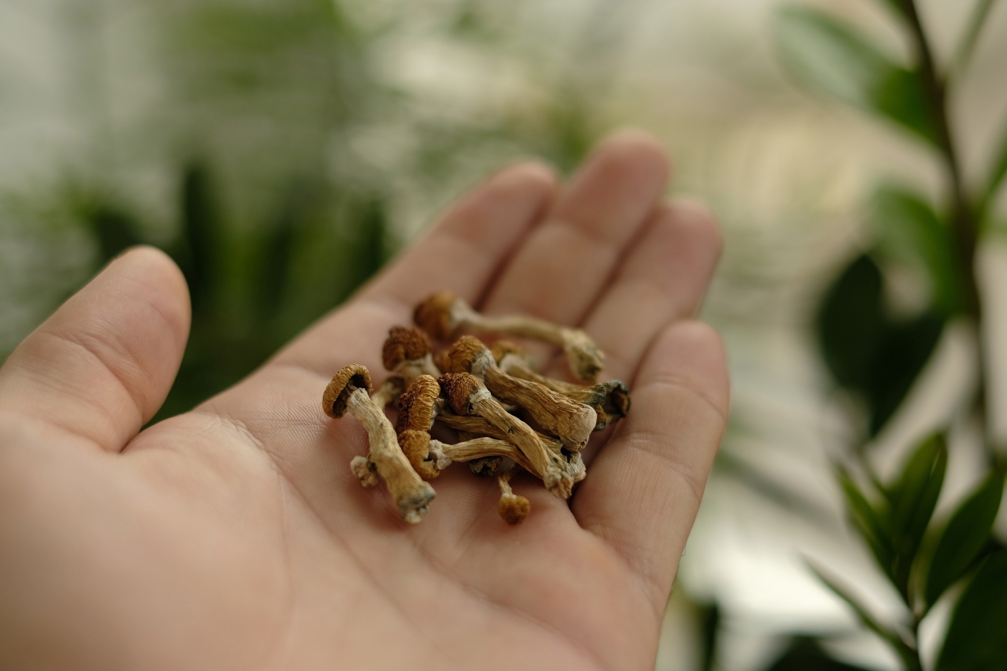 Study: Psychedelics and sexual functioning: a mixed-methods study. Image Credit: Cannabis_Pic/Shutterstock.com