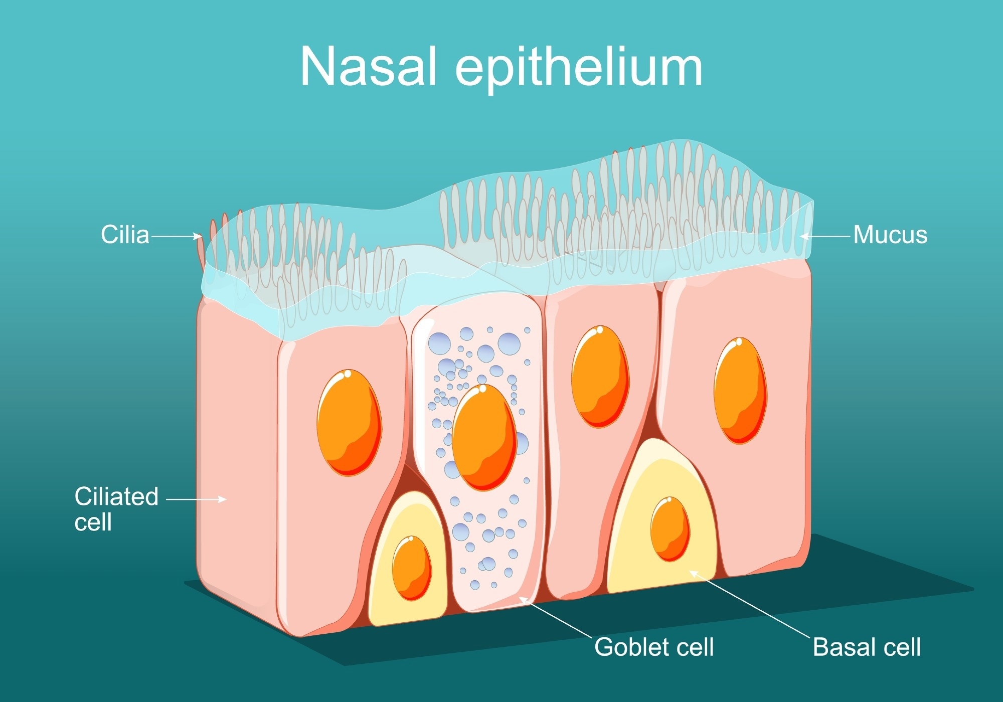 Study: Age-specific nasal epithelial responses to SARS-CoV-2 infection. Image Credit: Designua / Shutterstock