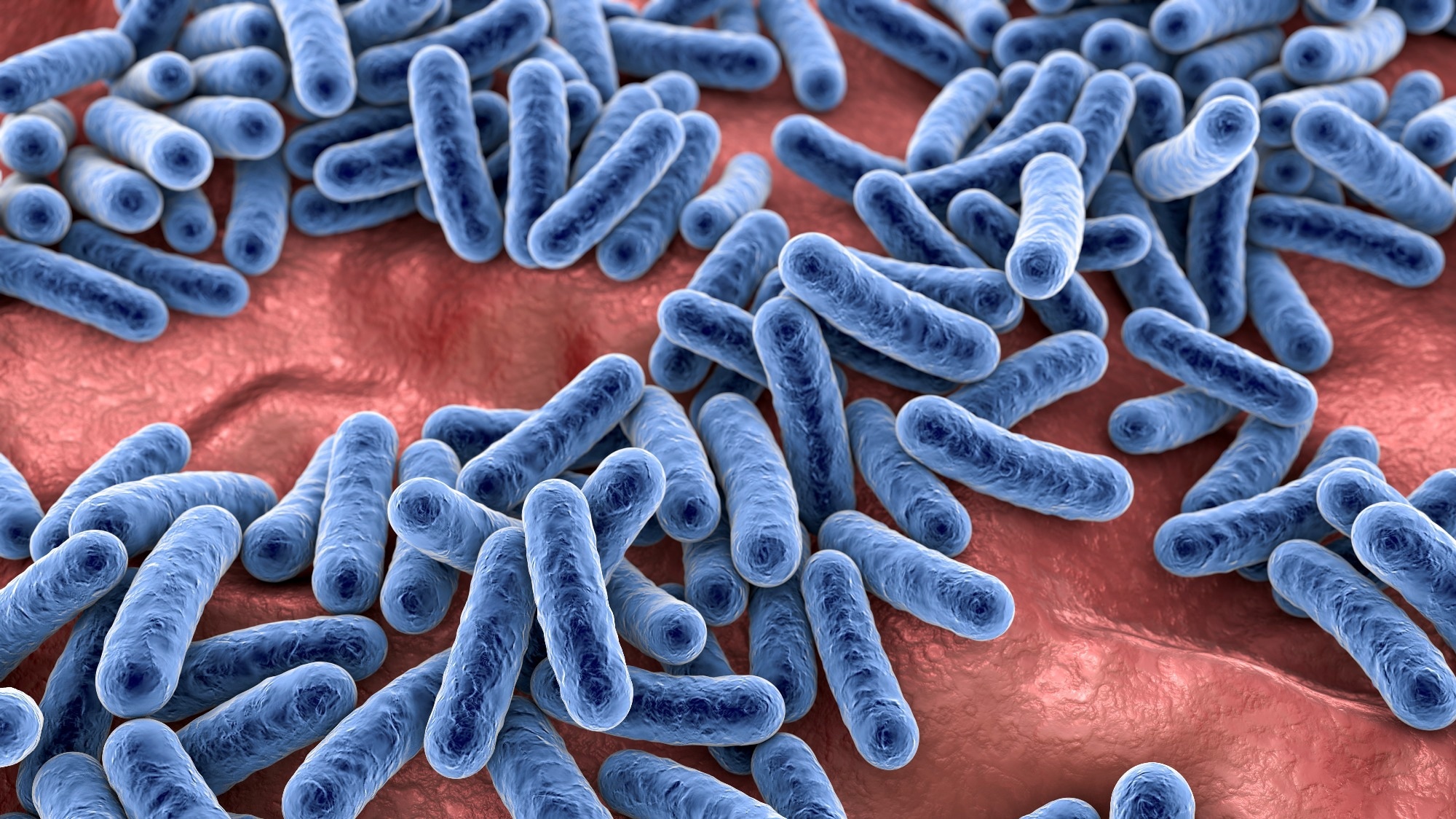 Study: Akkermansia muciniphila exoglycosidases target extended blood group antigens to generate ABO-universal blood. Image Credit: Kateryna Kon / Shutterstock