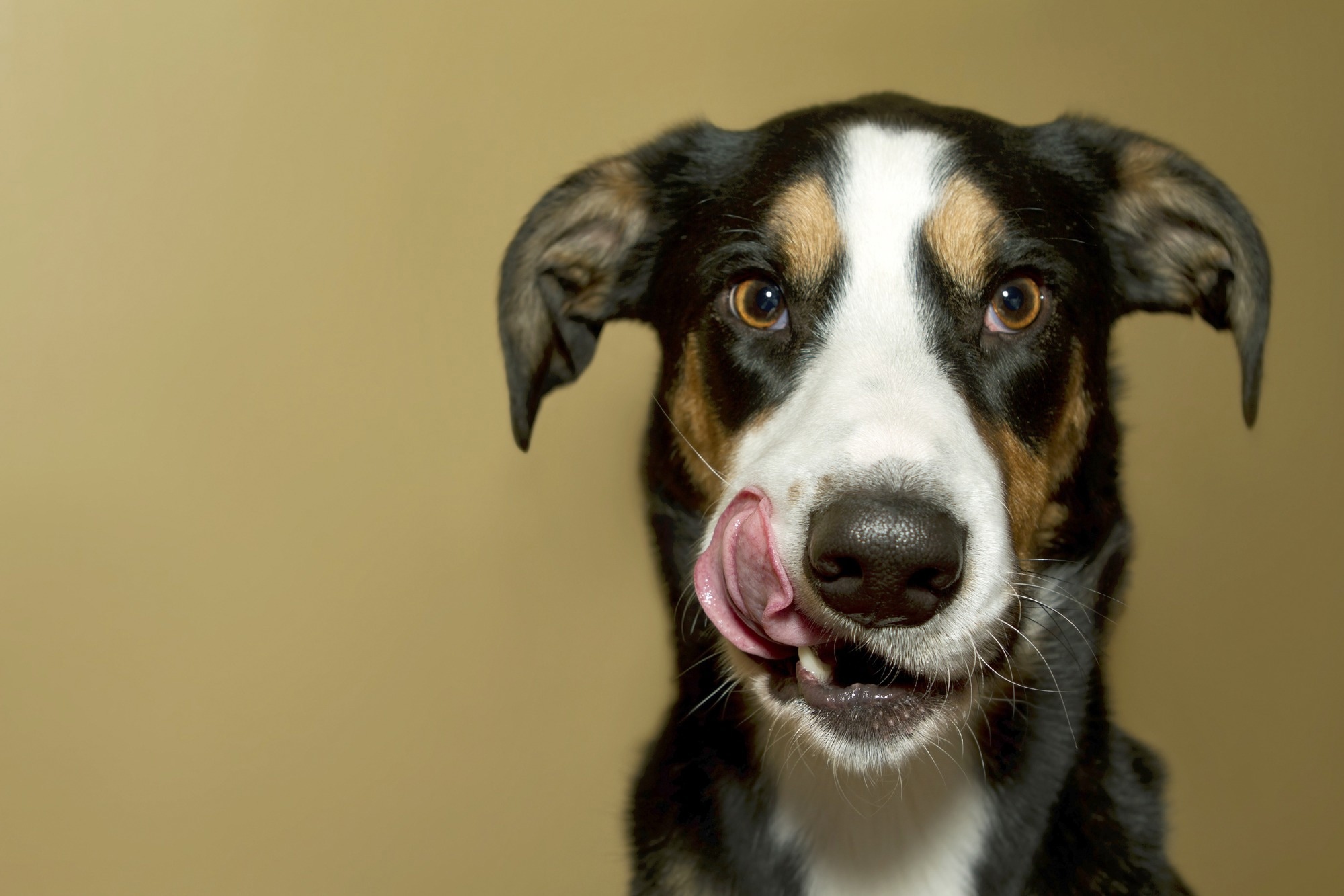 Study: Raw meat-based diet for pets: a neglected source of human exposure to Salmonella and pathogenic Escherichia coli clones carrying mcr, Portugal, September 2019 to January 2020. Image Credit: Amy Rene / Shutterstock