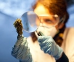 Decoding Cannabis: Differentiating Hemp and Marijuana