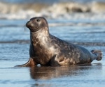 H5N1 avian flu strain jumps to seals in Quebec, raising zoonotic fears
