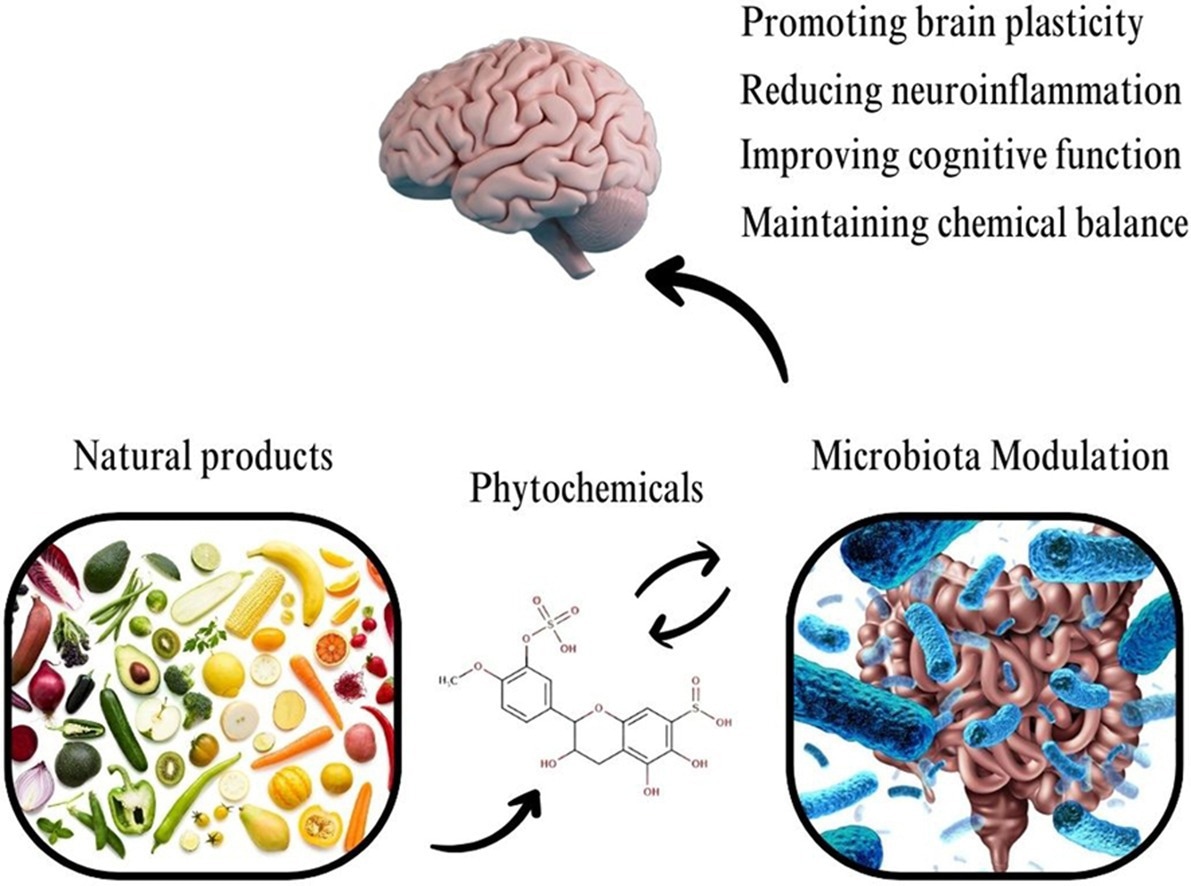 Study: Modulatory effects of phytochemicals on gut-brain axis: therapeutic implication.