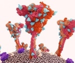 Study confirms no causal link between COVID-19 and ischemic priapism
