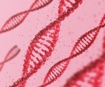 Novel genetic predisposition to being overweight or obese identified