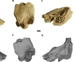Neanderthal child with Down syndrome reveals ancient caregiving practices