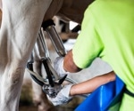 Study warns of H5N1 avian flu risk from unpasteurized milk in dairy farms