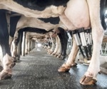 Bovine H5N1 flu virus in cow milk poses significant health risks, study shows